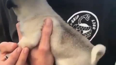 Little Pug's Spiral Tail