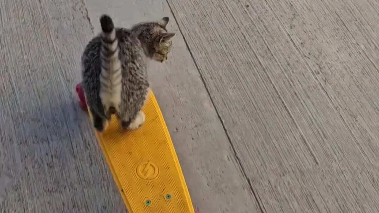 She Was A Skater Cat, She Said See You Later Cat