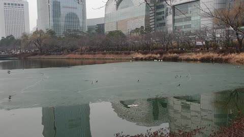 Korean birds on the ice