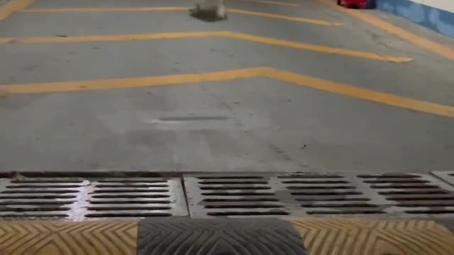 Slowly discovered that it was actually a long jump master.