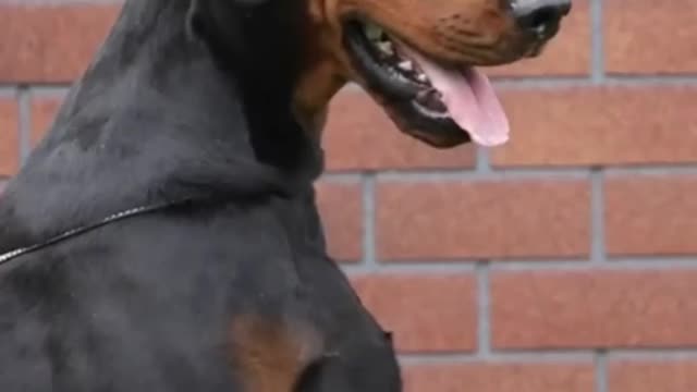 Doberman best guard dog in the world
