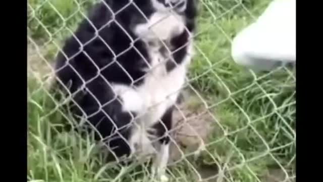 Cutest Animals Ever !!!!! Funniest Animals !!!!!