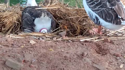 Live video camera of swans laying eggs...