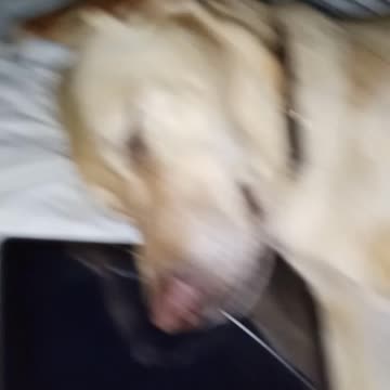 March 7 2020 cute dogs and cats