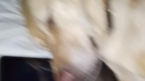 March 7 2020 cute dogs and cats