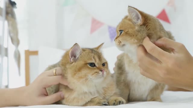 Cute cat videos