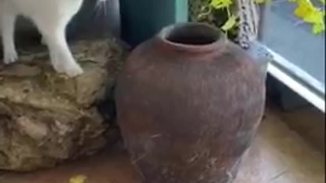 beautiful cats 2022 2222