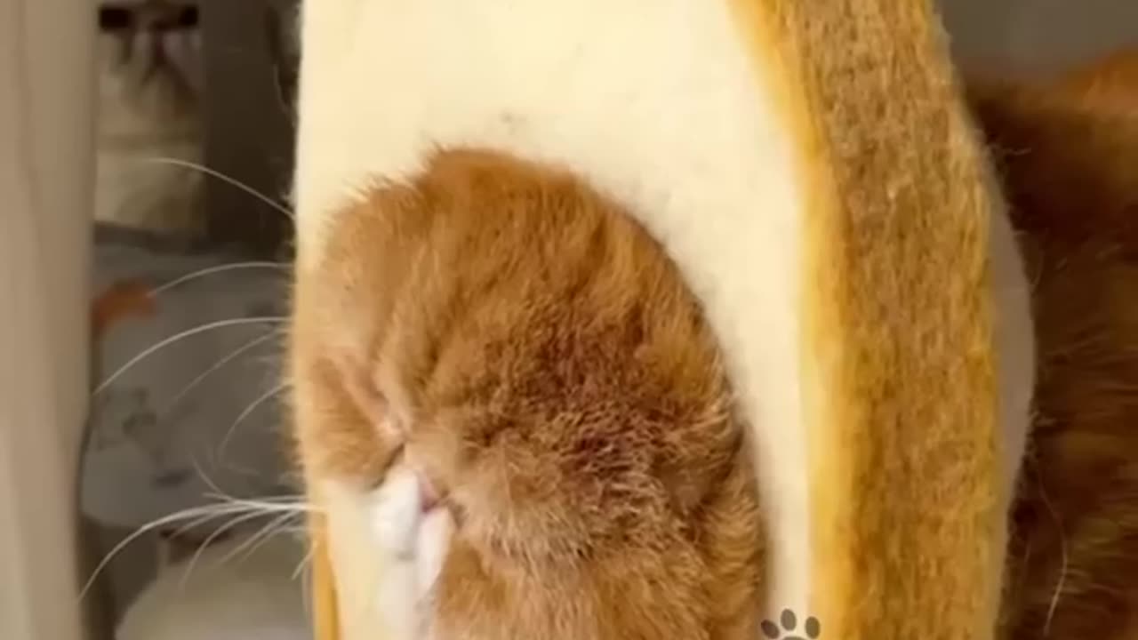 Cat funniest comedy video