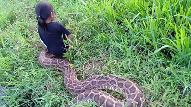 Indonesian toddler loves to play with giant python