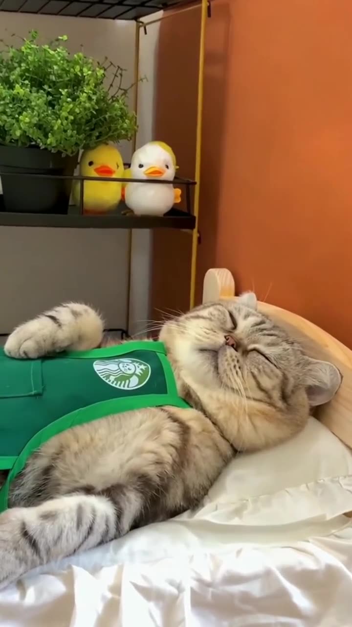 Cat Rumble Cute and lovely cat