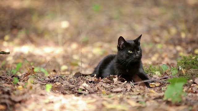 Young Black Cat is Resting in the Forest