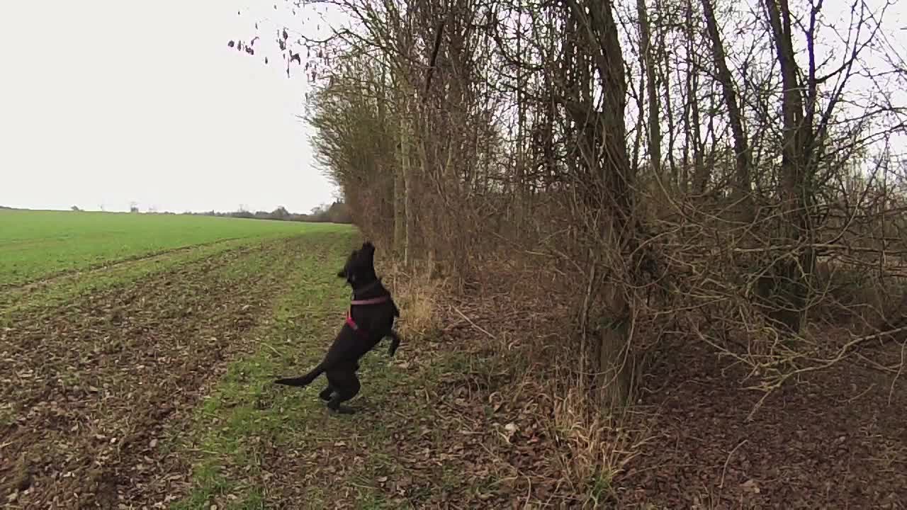 Amazing High Jump From A Determined Dog