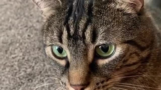 The Funniest Cat Videos on the Internet