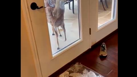 Hungry deer demands food by stomping her hoof 🐕