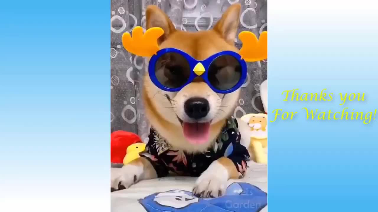 Funny animals compilation/Funny vine