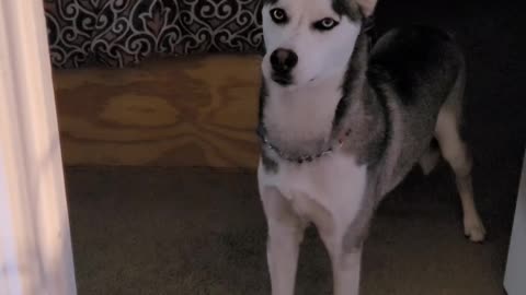 Alexa says hello to our Husky Loki