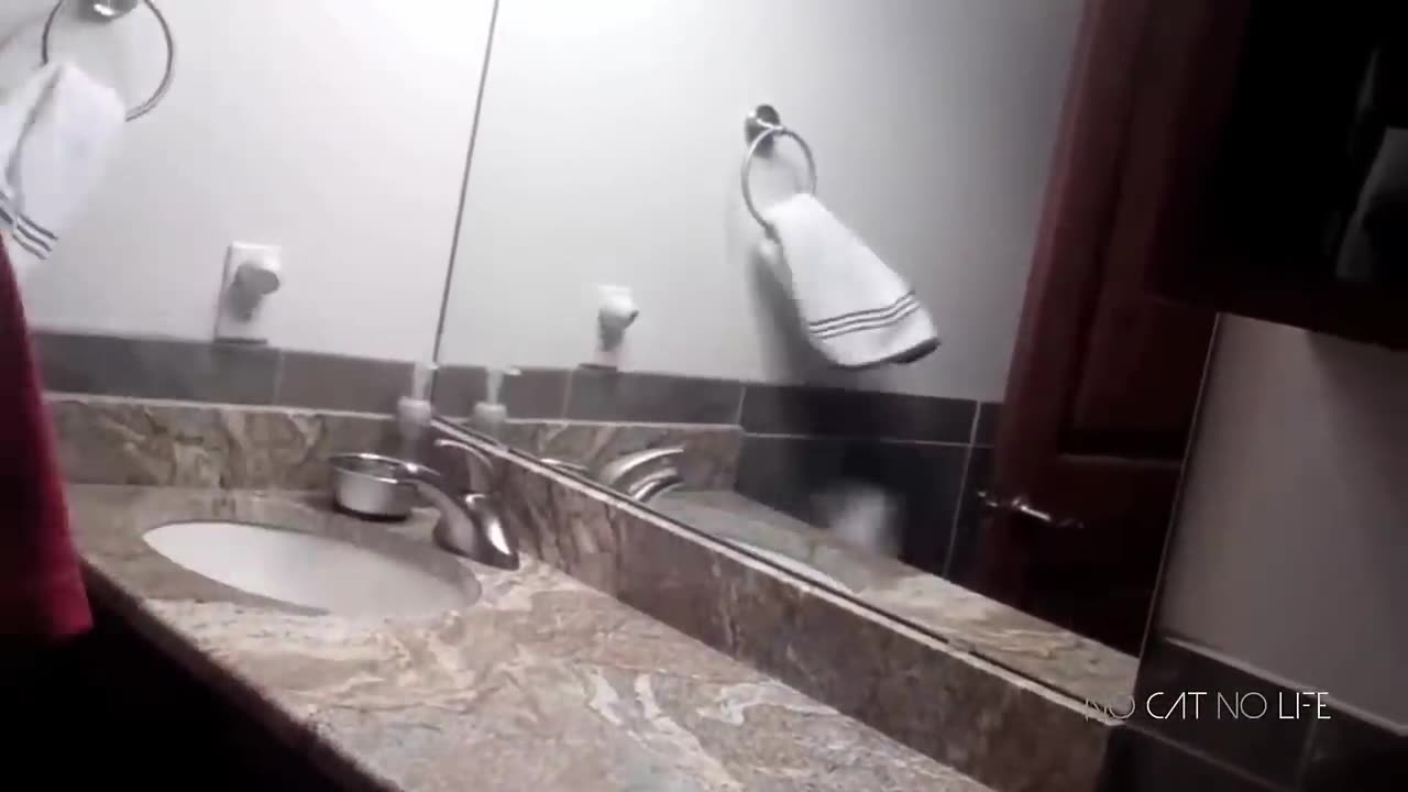 Very Funny Cats