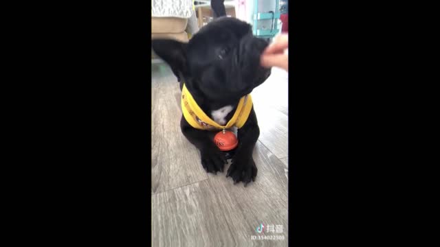 Puppies Cute and Funny Dog Videos Compilation