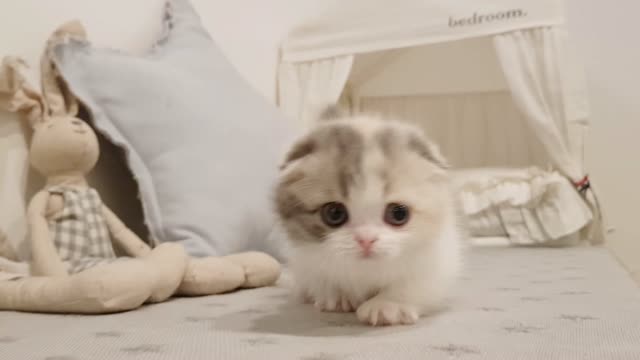 Cute Cat Funny Video in kitchen