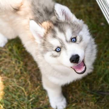 Dogs & puppies facts