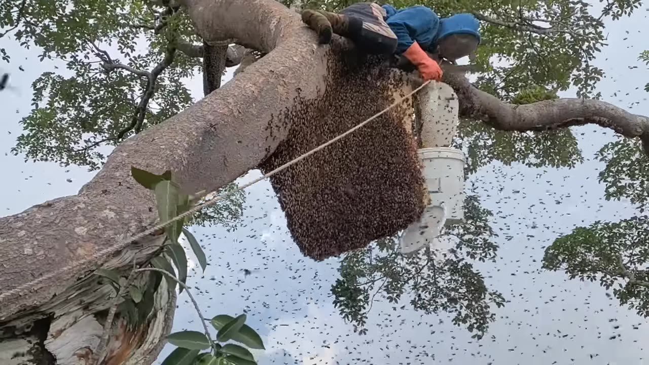 super large nests gathered in old damang trees. #honey #original #forest #pelalawan #riau