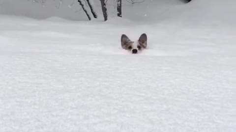 The dog runs through the snow