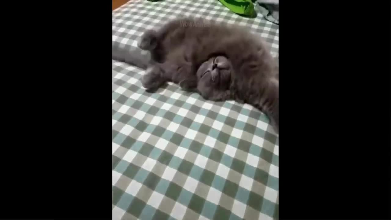 Funniest Dogs And Cats - Best Of The 2022 Funny Animal