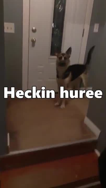 Happy doggy goes crazy for walks