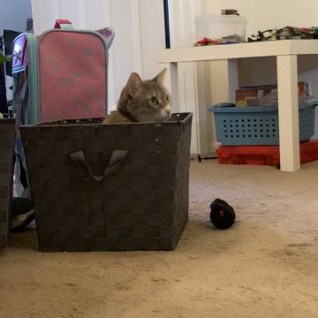 Right on my clean laundry 😭