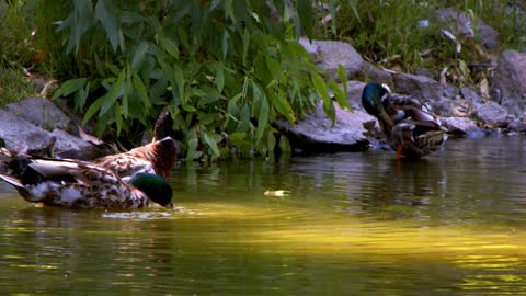 Animal Duck In A Lake