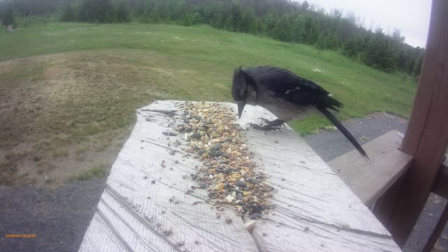 Open bar for all the birds.