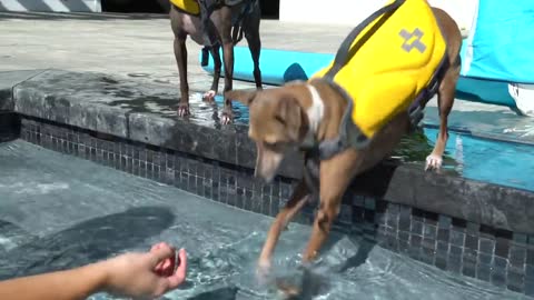 Teaching my lovely dog how to swim