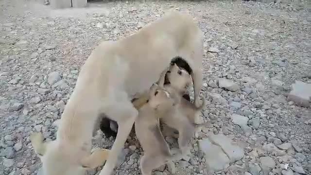 funny puppy and cat fitting
