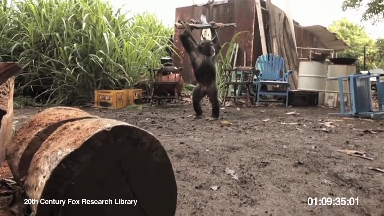 Monkey with MACHINE GUN funny video