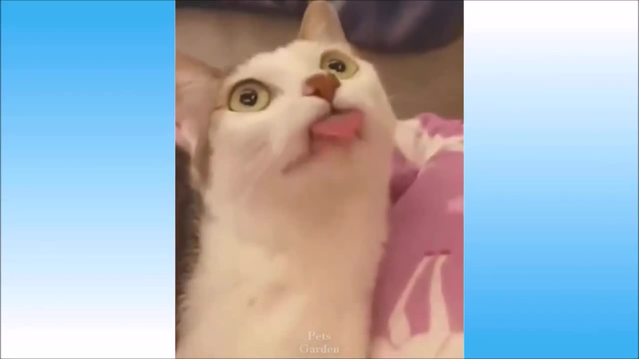 Cute and Funny Cat Videos Compilation, April 2021 | Cute and Funny Animals