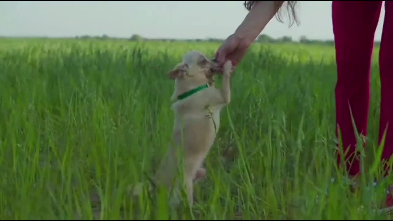 Funny Dog & Cute Dog Puppys ultimate cleverness video exclusive 2022