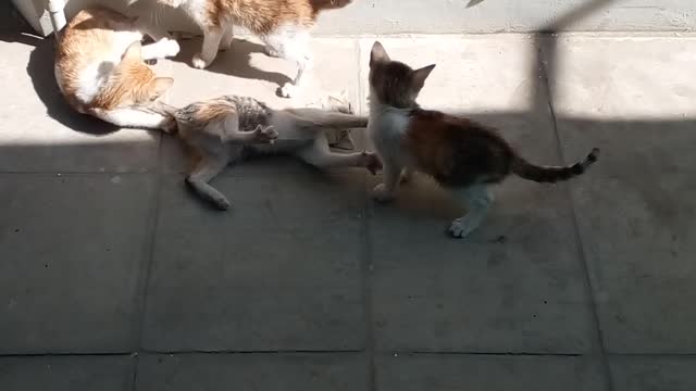 Cat wrestling video cat funny video