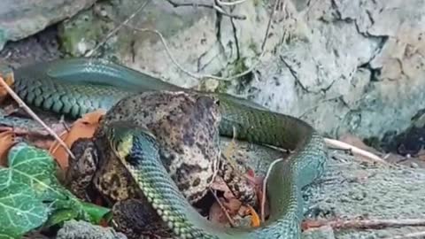 Snake eats frog😱#wildanimals #snake #frog #animals(1)