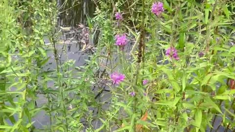 The plants in the water grow very well