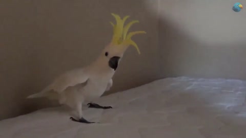 FUNNY PARROTS 6 - FUNNY CALOPSITES