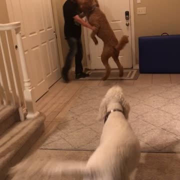 Golden Doodle's are Excited to see Keegan