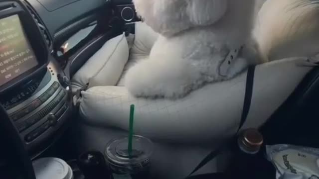 The owner's heart is so big, he actually let the dog sit in the co-pilot of the car.
