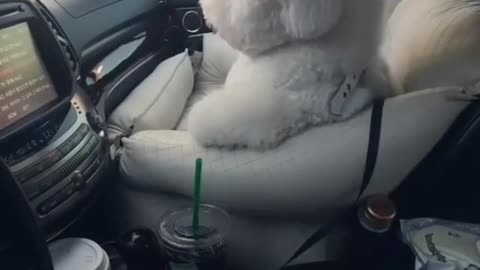 The owner's heart is so big, he actually let the dog sit in the co-pilot of the car.