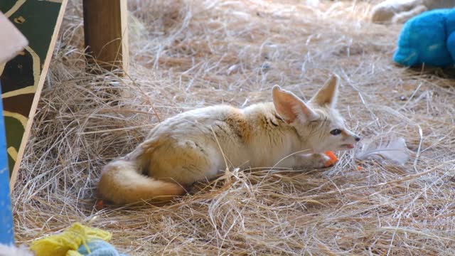 a young cub fox eating in a bed of hays1