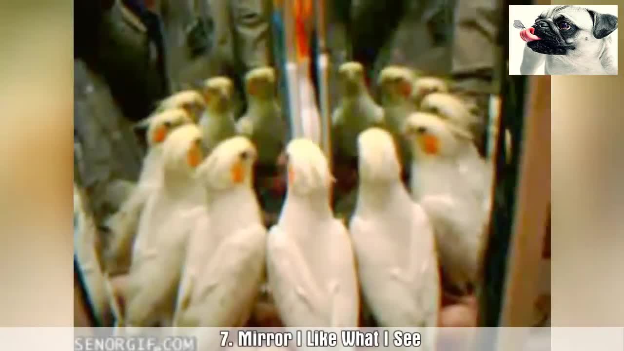 Funny Parrot Bird - Try Not To Laugh🐦