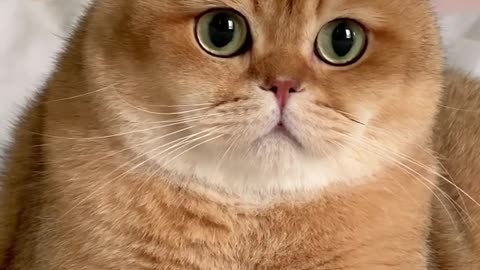Listen to my eyes, they are louder than a meow. 🤩
