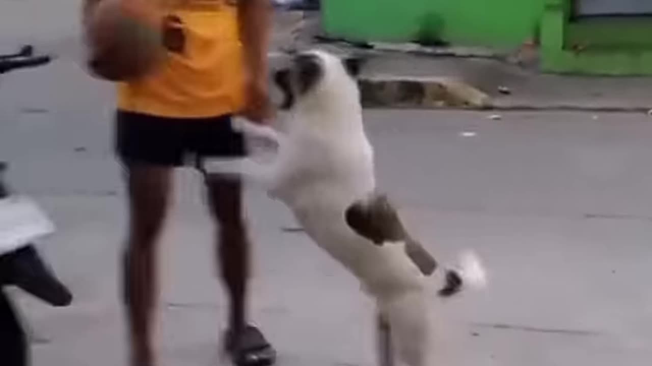 Funniest Cats And Dogs Videos 😁 - Best Funny Animal Videos 2024 🥰