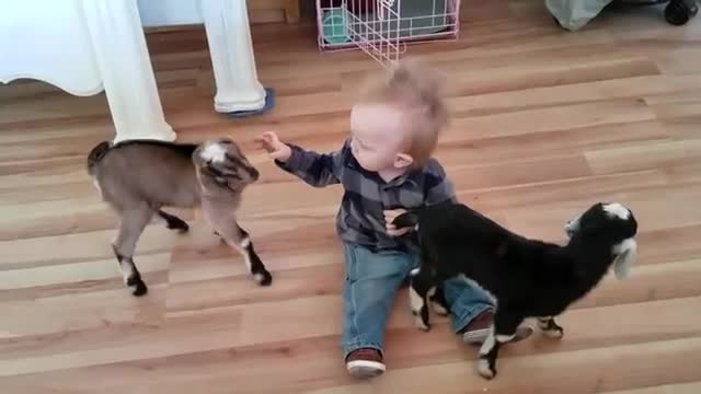 Baby And goats