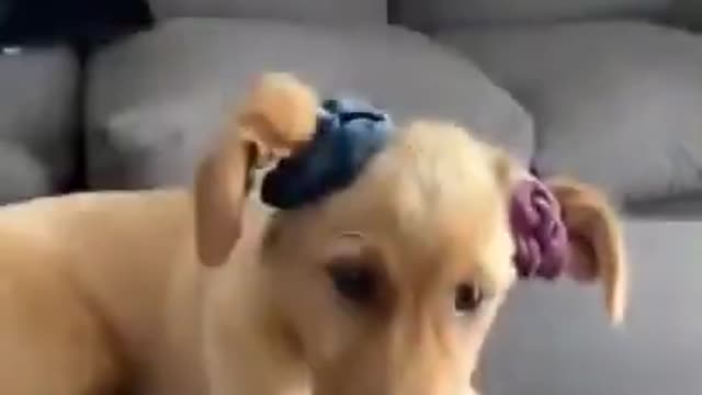 Funny Dog Videos