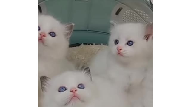 Cats beautiful videos amazing funny to watch